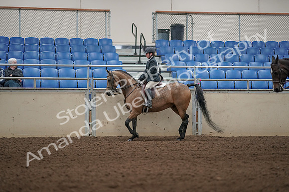 2019 Morgan Horse Show - Aug 31, 2019 - 04841