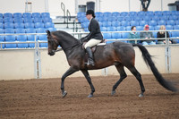 2019 Morgan Horse Show - Sept 01, 2019 - 04006