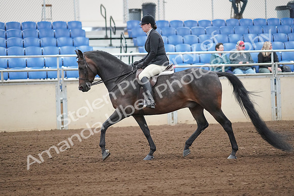 2019 Morgan Horse Show - Sept 01, 2019 - 04006