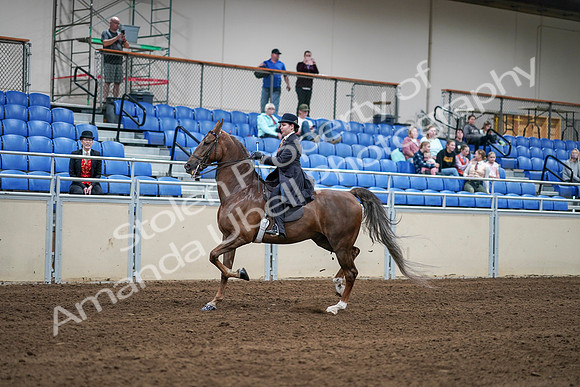 2020 - AB Morgan Horse - Sat, Sept 05 - 06201