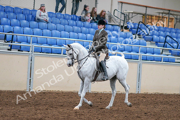 2020 - AB Morgan Horse - Sat, Sept 05 - 14235