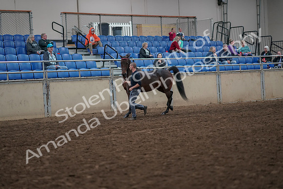 2019 Morgan Horse Show - Aug 31, 2019 - 03935