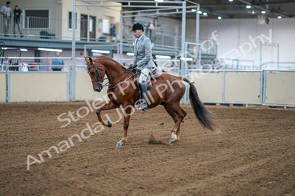 2020 - AB Morgan Horse - Fri, Sept 04 - 01463