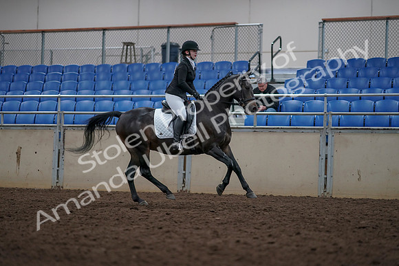 2019 Morgan Horse Show - Aug 31, 2019 - 16750