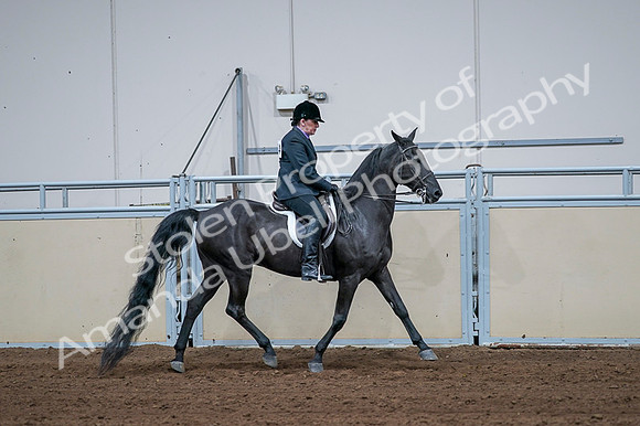 2020 - AB Morgan Horse - Fri, Sept 04 - 01825