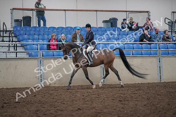 2019 Morgan Horse Show - Aug 31, 2019 - 15854