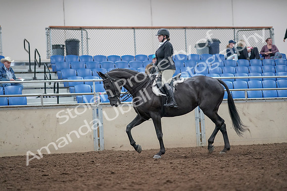 2019 Morgan Horse Show - Aug 31, 2019 - 14641