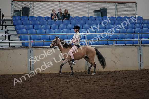 2019 Morgan Horse Show - Aug 30, 2019 - 31062