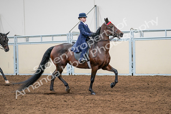 2020 - AB Morgan Horse - Sun, Sept 06 - 08017