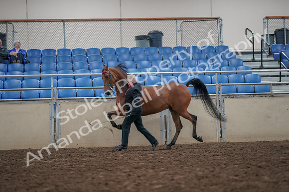 2019 Morgan Horse Show - Aug 31, 2019 - 03596