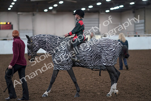 2019 Morgan Horse Show - Aug 31, 2019 - 10061