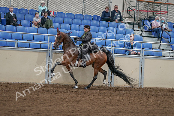 2020 - AB Morgan Horse - Fri, Sept 04 - 09760