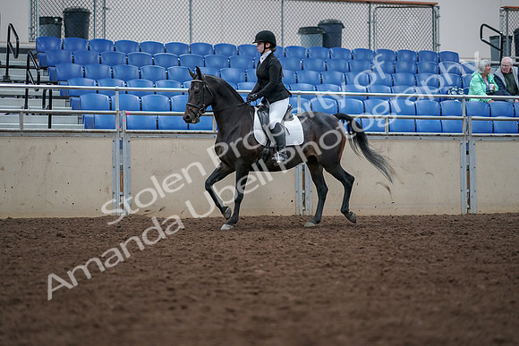 2019 Morgan Horse Show - Aug 30, 2019 - 18298