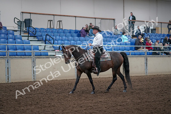 2019 Morgan Horse Show - Aug 31, 2019 - 14121