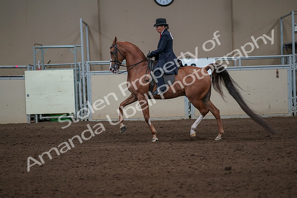 2019 Morgan Horse Show - Sept 01, 2019 - 11925