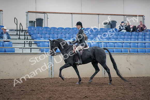 2019 Morgan Horse Show - Aug 31, 2019 - 14973