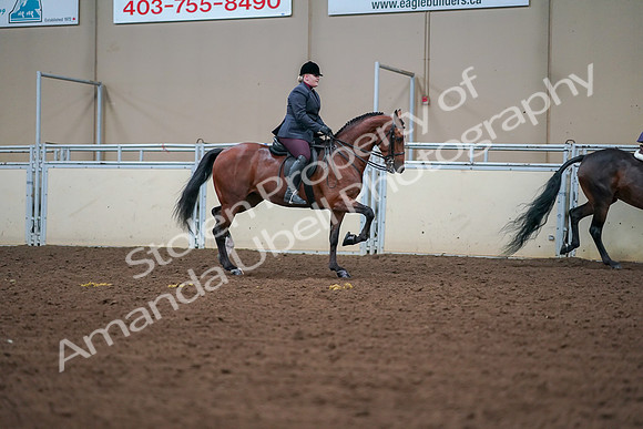 2019 Morgan Horse Show - Aug 30, 2019 - 20873