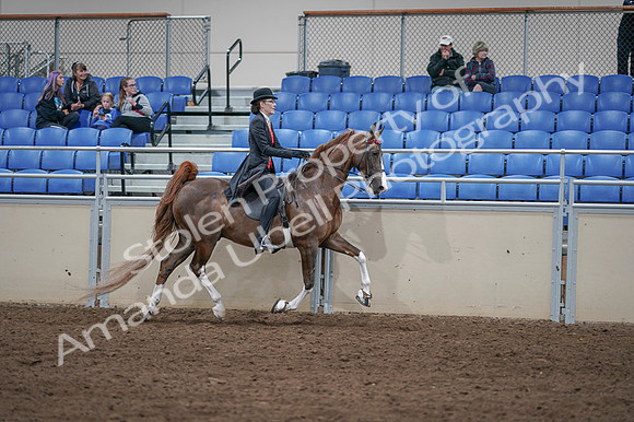 2020 - AB Morgan Horse - Fri, Sept 04 - 09876