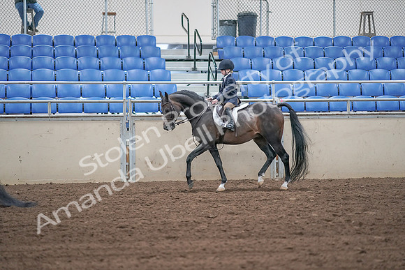 2019 Morgan Horse Show - Sept 01, 2019 - 05503