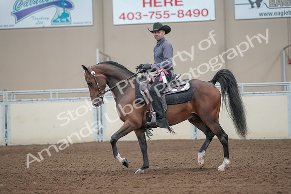 2019 Morgan Horse Show - Aug 31, 2019 - 06291