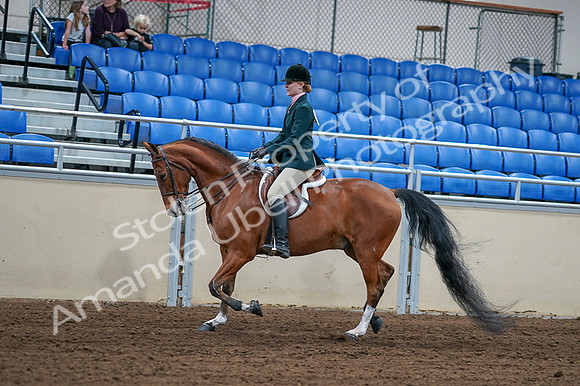 2020 - AB Morgan Horse - Fri, Sept 04 - 01558