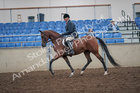 2019 Morgan Horse Show - Aug 31, 2019 - 14828