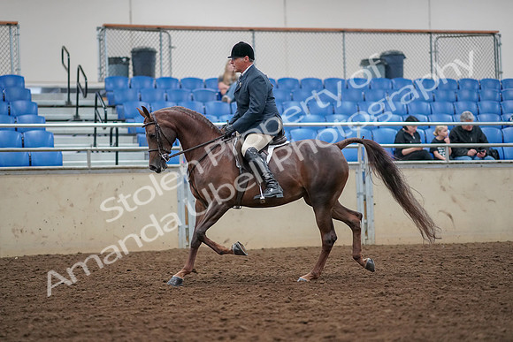 2019 Morgan Horse Show - Aug 30, 2019 - 17257