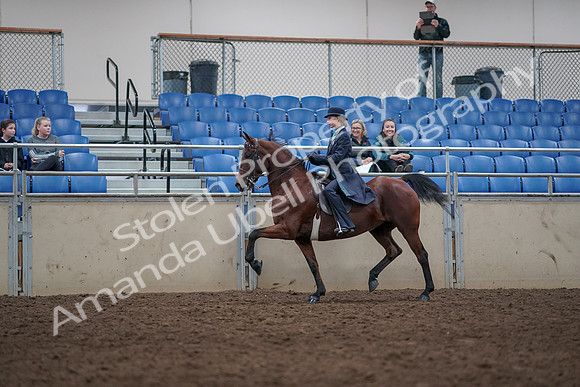 2019 Morgan Horse Show - Aug 31, 2019 - 09355