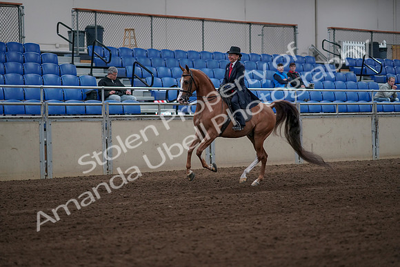 2019 Morgan Horse Show - Sept 01, 2019 - 11959