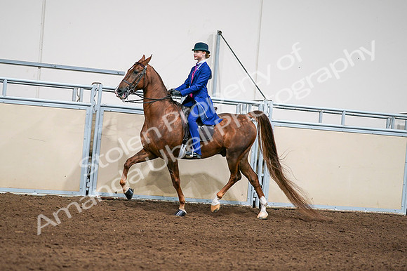 2020 - AB Morgan Horse - Fri, Sept 04 - 04975