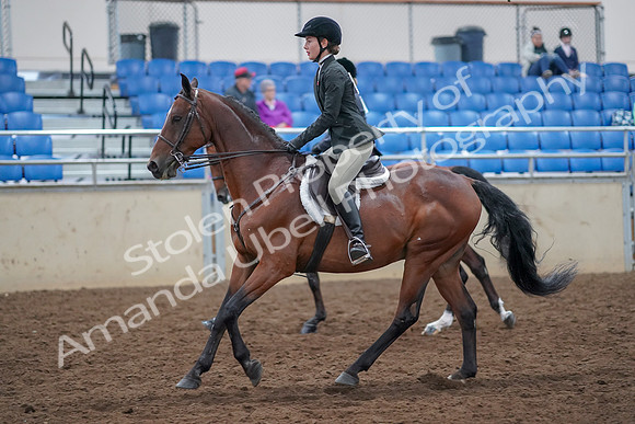 2019 Morgan Horse Show - Aug 30, 2019 - 20603