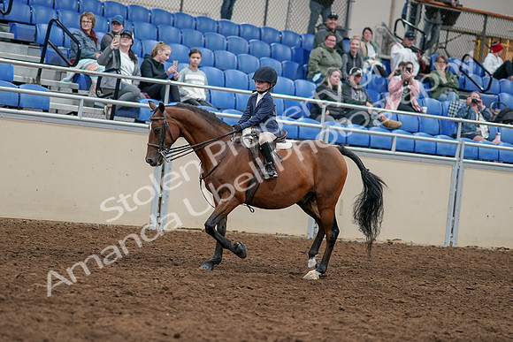 2020 - AB Morgan Horse - Sun, Sept 06 - 07895