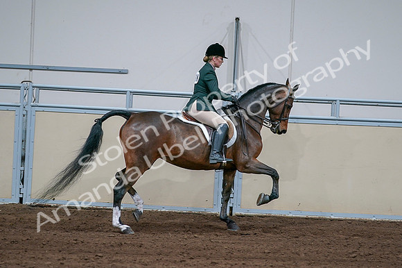 2020 - AB Morgan Horse - Fri, Sept 04 - 01765