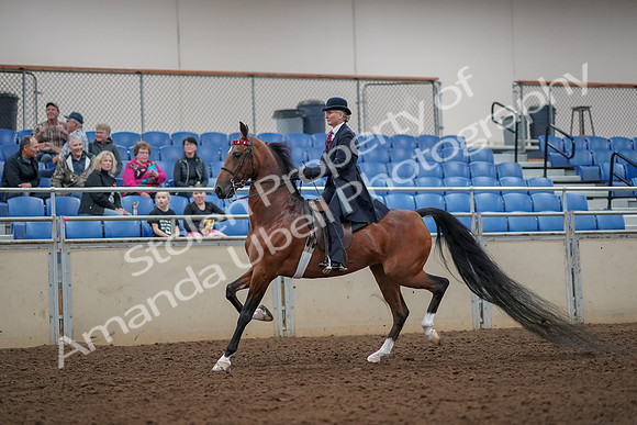 2019 Morgan Horse Show - Aug 30, 2019 - 25025
