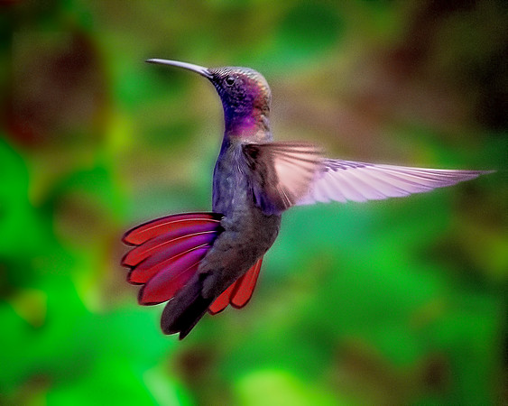 Birds - 101