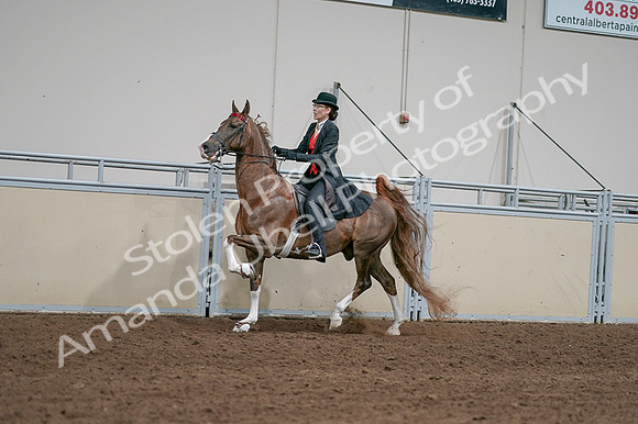 2020 - AB Morgan Horse - Fri, Sept 04 - 09732