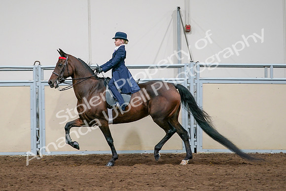 2020 - AB Morgan Horse - Sat, Sept 05 - 04935