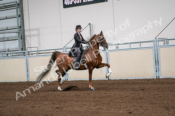 2020 - AB Morgan Horse - Sat, Sept 05 - 06441