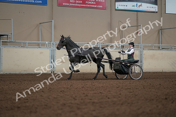 2019 Morgan Horse Show - Aug 31, 2019 - 04687