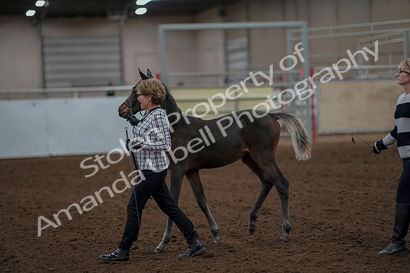 2019 Morgan Horse Show - Aug 30, 2019 - 24861