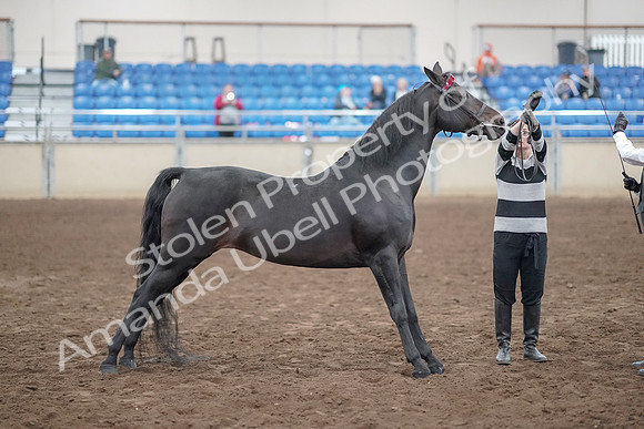 2019 Morgan Horse Show - Aug 31, 2019 - 00916