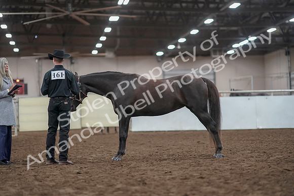 2019 Morgan Horse Show - Aug 31, 2019 - 02046