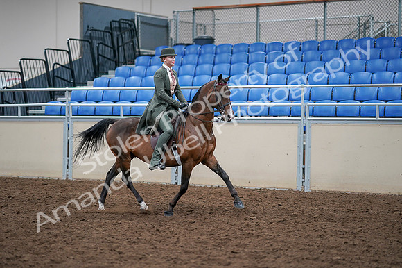 2020 - AB Morgan Horse - Fri, Sept 04 - 03426