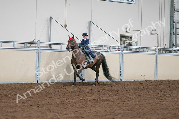2020 - AB Morgan Horse - Sat, Sept 05 - 04901