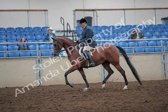 2019 Morgan Horse Show - Aug 31, 2019 - 14823