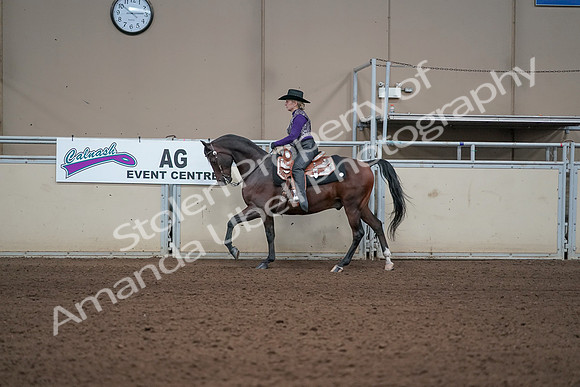 2019 Morgan Horse Show - Aug 31, 2019 - 10593