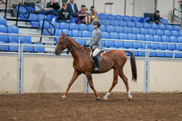 2020 - AB Morgan Horse - Sat, Sept 05 - 02607