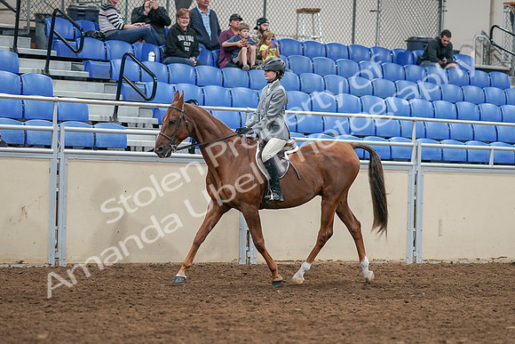 2020 - AB Morgan Horse - Sat, Sept 05 - 02607