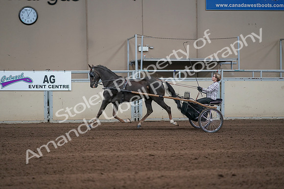 2019 Morgan Horse Show - Sept 01, 2019 - 05913