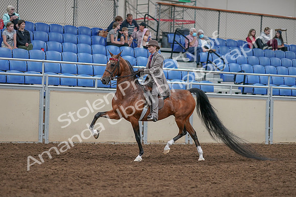 2020 - AB Morgan Horse - Fri, Sept 04 - 11373